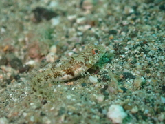 Sailfin Signal Blenny photo 3