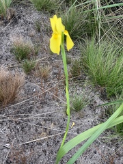 Moraea spathulata