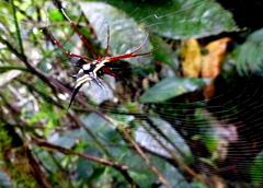 Micrathena schreibersi