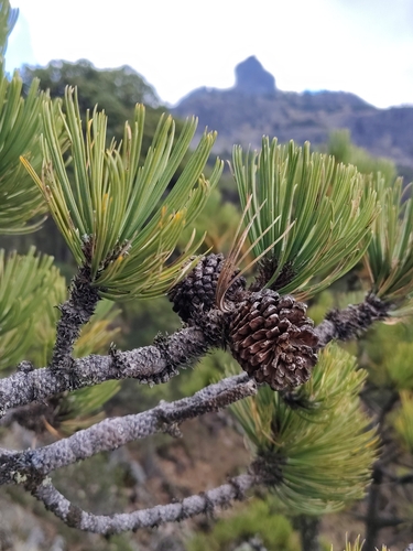Hartweg's pine (Pinus hartwegii)