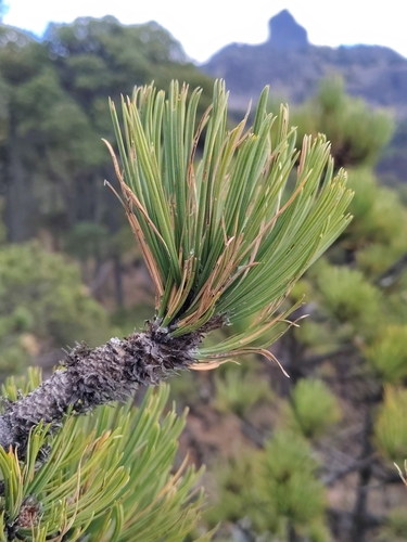 Pinus hartwegii, photograph 4
