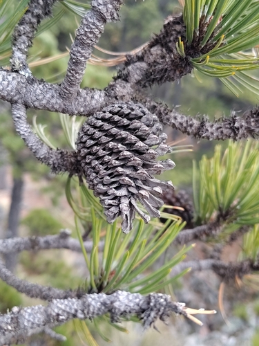 Pinus hartwegii, photograph 5