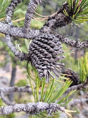 Pinus hartwegii, photograph (c) Lucas Kaminski, some rights reserved (CC BY)