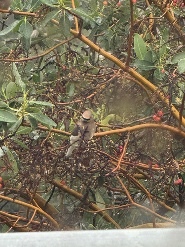 Cedar Waxwing