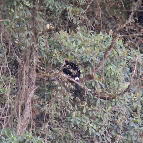Horned Guan (Oreophasis derbianus), photo 5