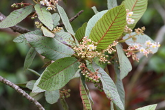 Saurauia madrensis
