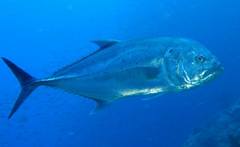 Caranx papuensis