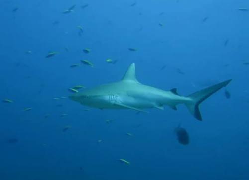 Grey Reef Shark