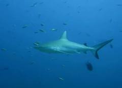 Grey Reef Shark