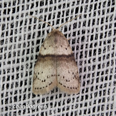 Stictane rectilinea chinesica