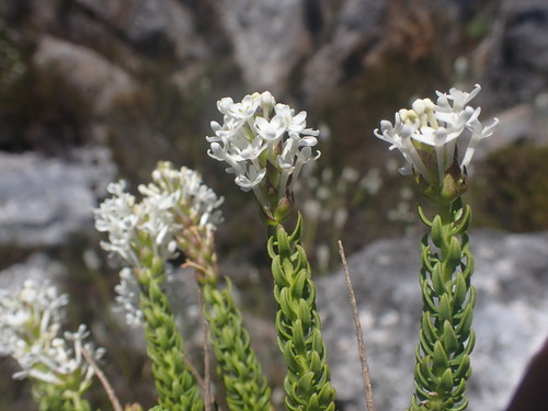Microdon parviflorus (Microdon parviflorus)