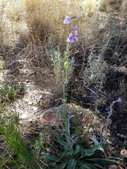 Penstemon fendleri