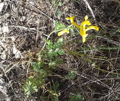Corydalis aurea aurea