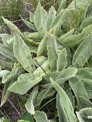 Helichrysum acutatum