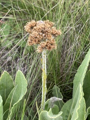 Helichrysum acutatum