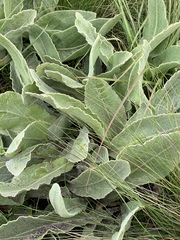 Helichrysum acutatum