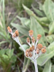 Helichrysum acutatum