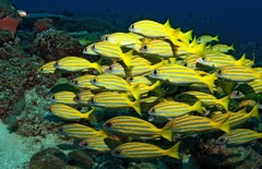 Lutjanus bengalensis