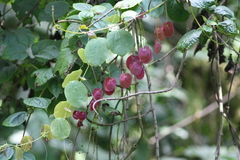 Passiflora membranacea