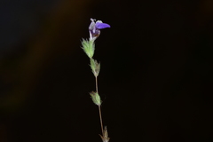 Hygrophila serpyllum