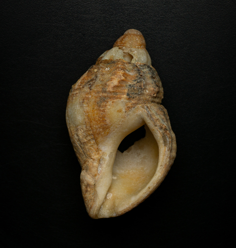 Buccinum undatum
