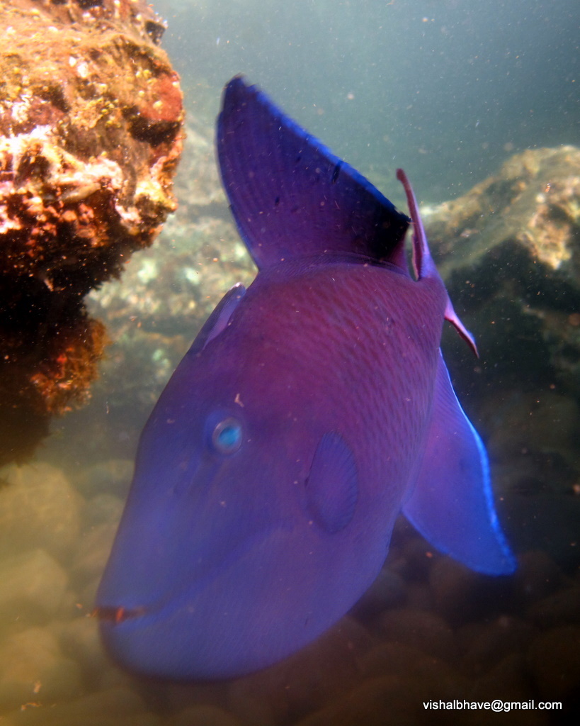 Odonus