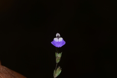 Hygrophila serpyllum