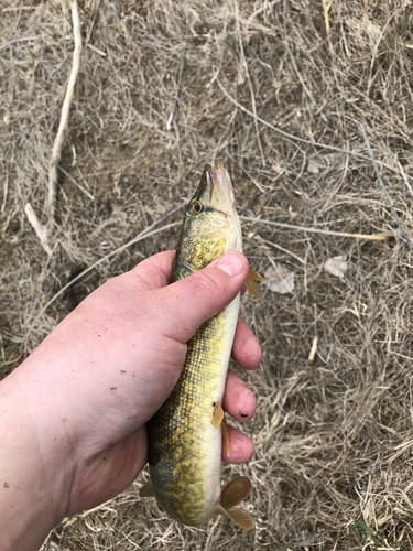 iNaturalist observation photo of Grass Pickerel
