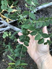 Hedysarum occidentale