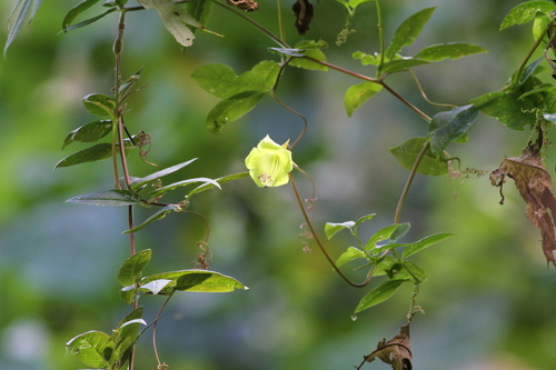 Cobaea pachysepala (Cobaea pachysepala)