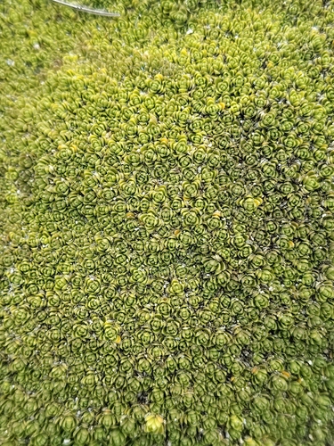 Arenaria bryoides