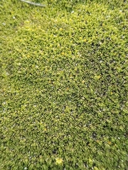 Arenaria bryoides