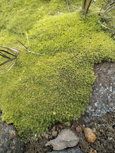 Arenaria bryoides, photograph 2