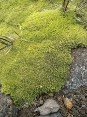 Arenaria bryoides, photograph (c) Lucas Kaminski, some rights reserved (CC BY)