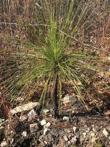 iNaturalist observation photo of longleaf pine