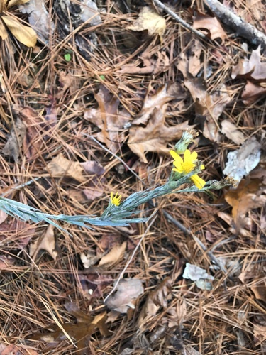 iNaturalist observation photo of Silkgrasses