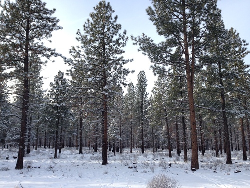 iNaturalist observation photo of North Plateau Ponderosa Pine