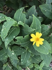Wedelia calycina