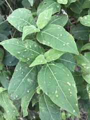 Wedelia calycina