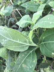 Wedelia calycina