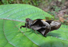 Lychnuchoides saptine