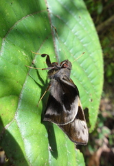 Lychnuchoides saptine