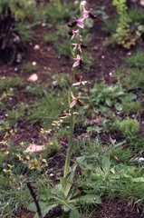 Ophrys bertolonii balearica