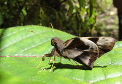 Lychnuchoides saptine