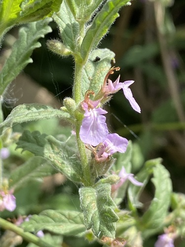 Water Germander (Teucrium scordium)