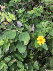 Wedelia calycina