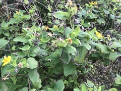 Wedelia calycina
