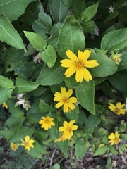Wedelia calycina
