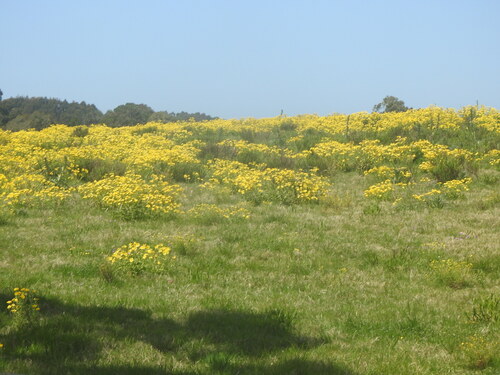 Senecio selloi, photograph 4