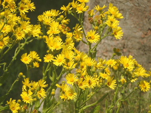 Senecio selloi, photograph 6